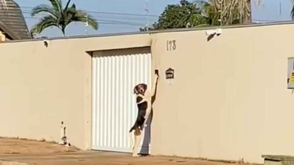 Família brasileira pensava que um fantasma estava tentando entrar em casa, mas explicação é hilária; assista