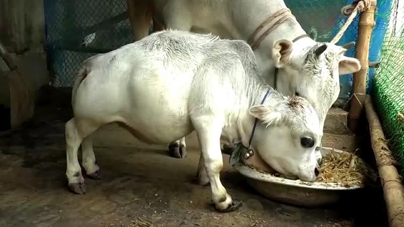 Conheça Rani, a vaca anã que tem viralizado nas redes sociais