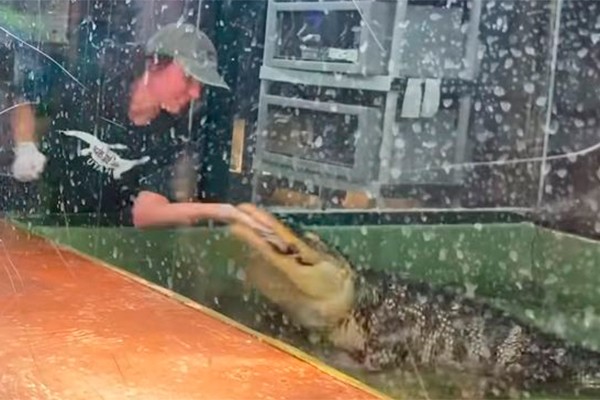 Vídeo chocante mostra tratadora de zoológico sendo atacada por crocodilo