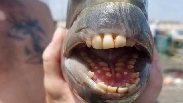 Pescador fisga peixe com ‘dentes humanos’ e intriga banhistas nos EUA