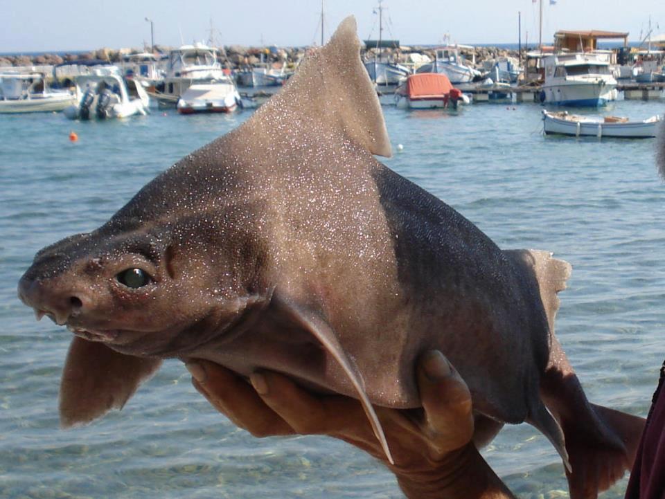 FOTOS: Tubarão com ‘cara de porco’ é encontrado em ilha italiana