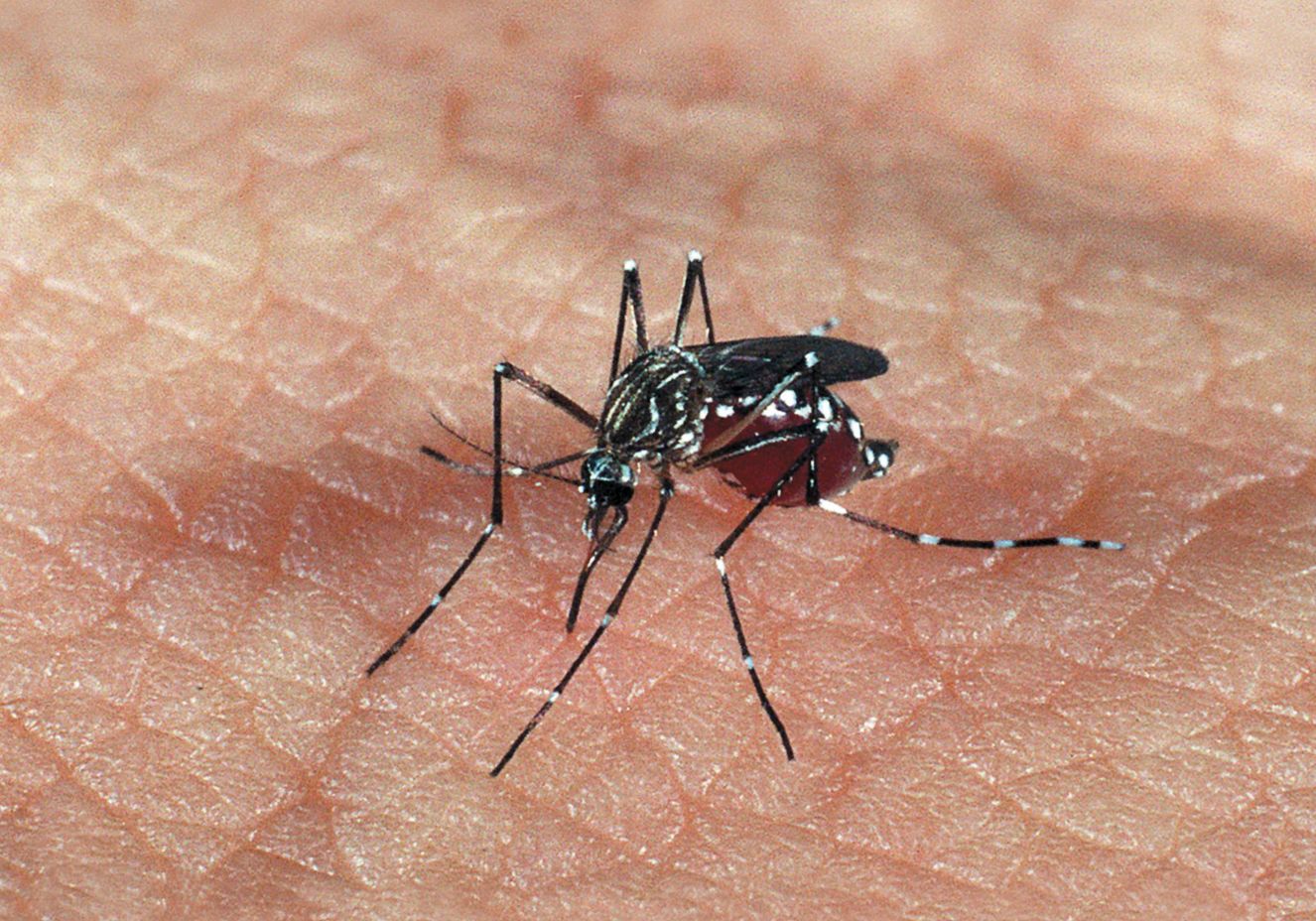 Natal declara epidemia de dengue e instala gabinete de crise
