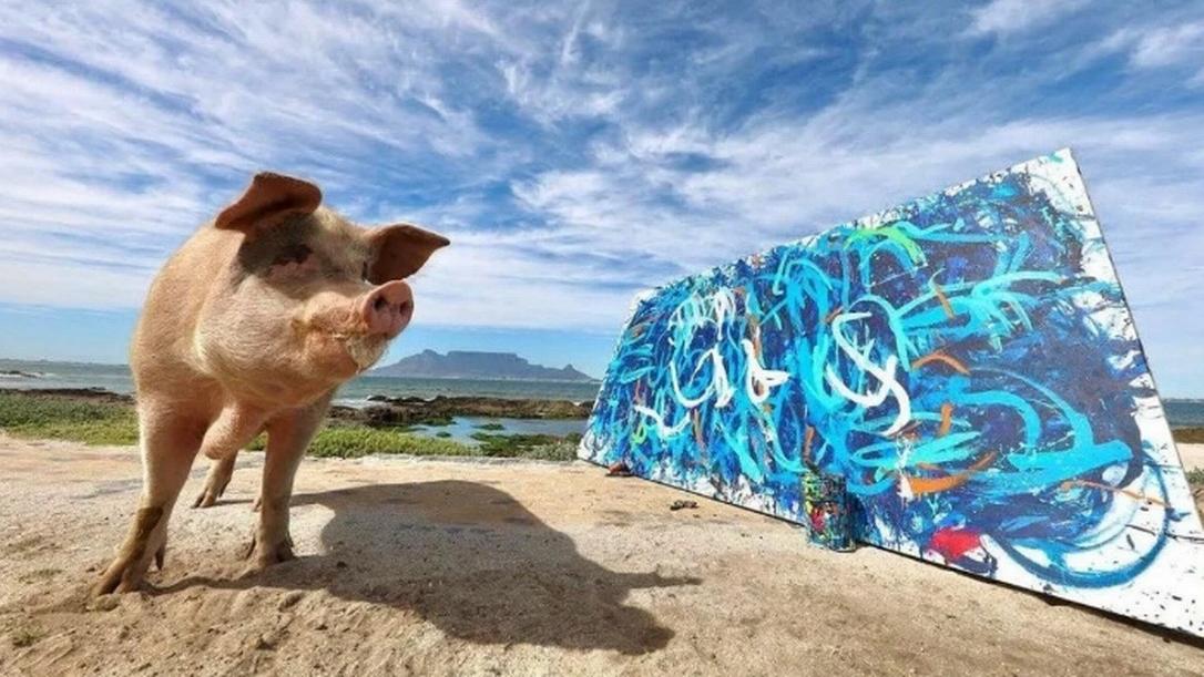 Salva de abatedouro, porca pintora conhecida como ‘Pigcasso’ vende quadro por R$ 150 mil