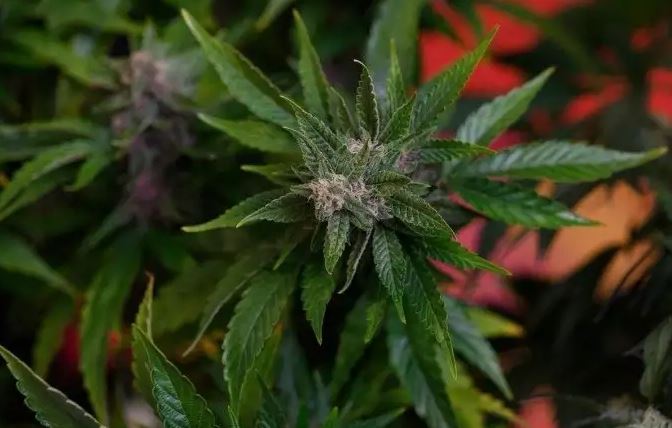 Substância presente na cannabis pode impedir que humanos tenham Covid-19, afirma estudo