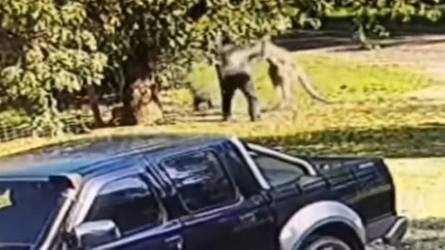 VÍDEO: Homem é atacado por canguru na Austrália e trava intensa luta contra animal