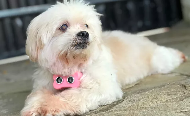 Startup potiguar muda a vida de mais de três mil cães cegos no Brasil