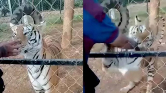 VÍDEO: Tratador morre atacado por tigre ao tentar acariciá-lo quando o felino comia em fazenda